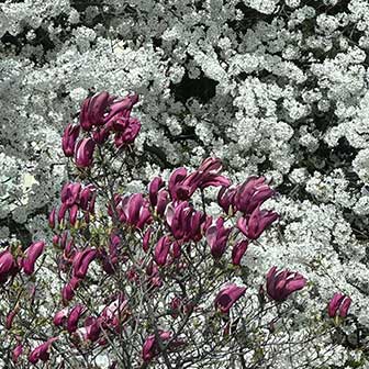 Kirschblueten und Magnolien